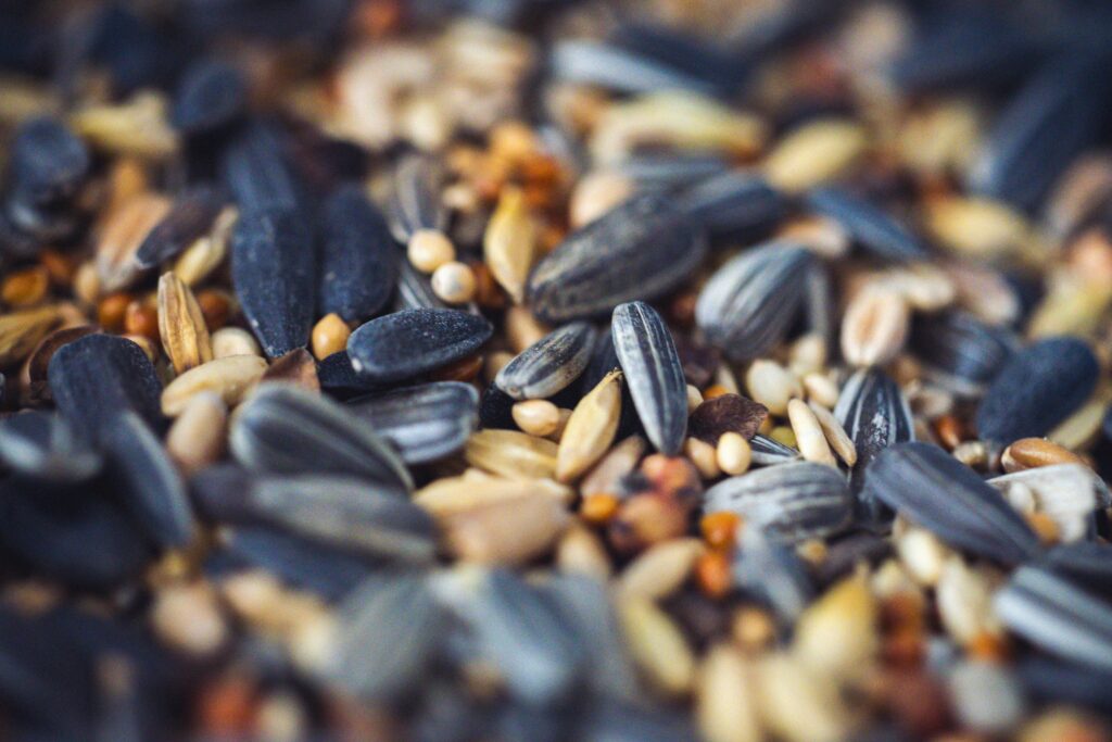 Macro shot of a variety of mixed seeds including sunflower and millet, ideal for birds.
